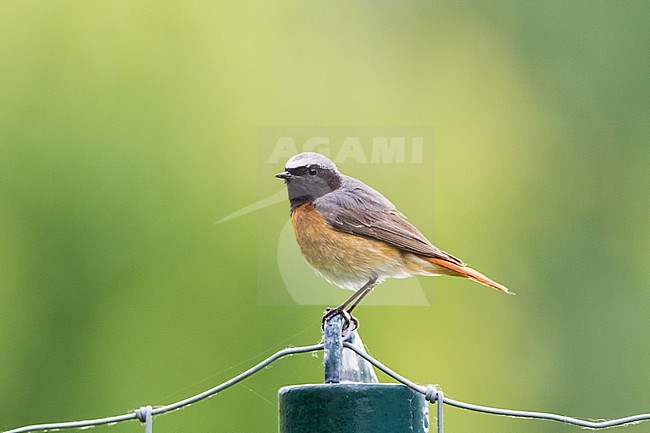 First summer, 2 cy, male Common Redstart, Phoenicurus phoenicurus, perched seen from the side.   stock-image by Agami/Menno van Duijn,