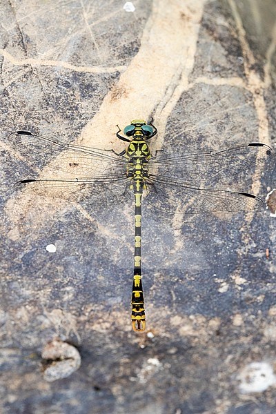 Small Pincertail (Onychogomphus forcipatus), adult on a stone seen from the top, Campania, Italy stock-image by Agami/Saverio Gatto,