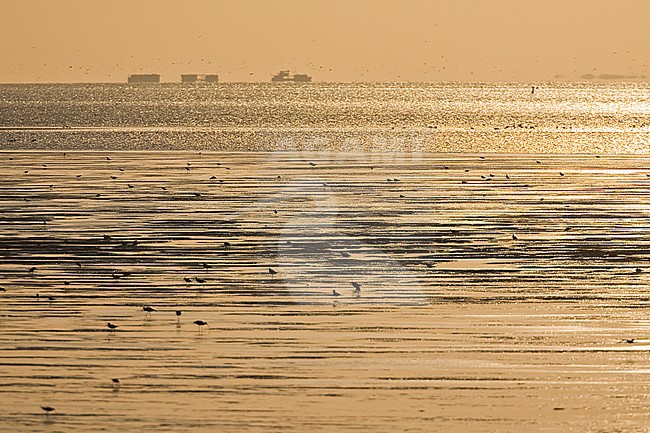 Silhouettes of birds foraging at Wadden Sea at sunset stock-image by Agami/Marc Guyt,