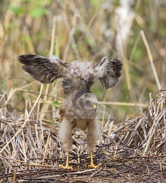 Blauwe Kiekendief; Hen Harrier; Circus cyaneus stock-image by Agami/Jari Peltomäki,