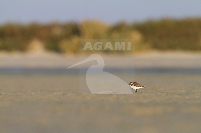 Kentish Plover - Seeregenpfeifer - Charadrius alexandrinus ssp. alexandrinus, Oman, female stock-image by Agami/Ralph Martin,
