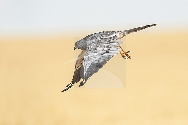 Male Montagu's Harrier (Circus pygargus) flying over a wheat field stock-image by Agami/Alain Ghignone,