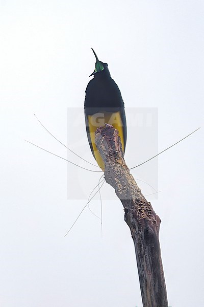 Twelve-wired Bird-of-paradise (Seleucidis melanoleucus) perched on a branch in Papua New Guinea. stock-image by Agami/Glenn Bartley,