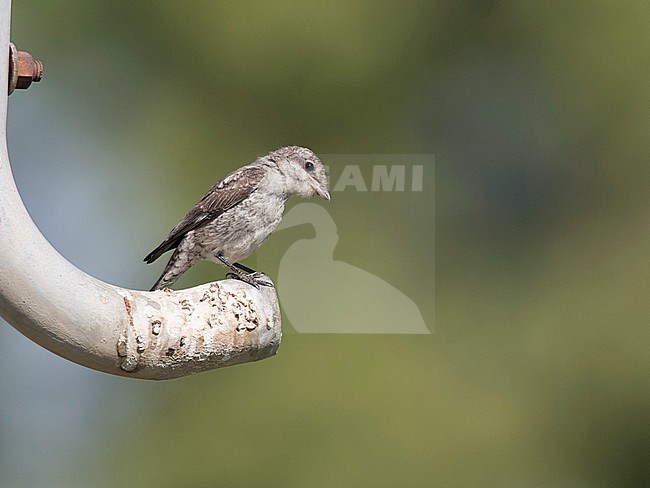 Side view of a immature Masked Shrike (Lanius nubicus) standing on a metal pipe. Israel stock-image by Agami/Markku Rantala,