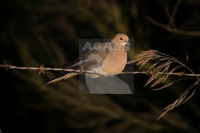 Treurduif zittend; Mourning Dove perched stock-image by Agami/Martijn Verdoes,