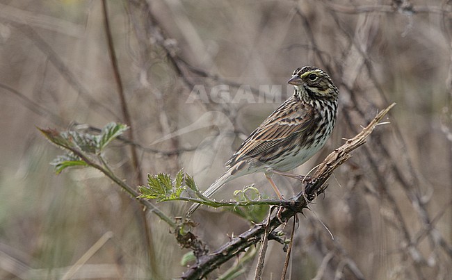 Savannah Sparrow (Passerculus sandwichensis savanna) perched at Brigatine, New Jersey, USA stock-image by Agami/Helge Sorensen,