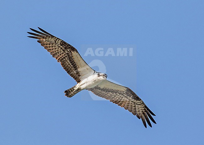 American Osprey, Pandion carolinensis, in Mexico. stock-image by Agami/Pete Morris,
