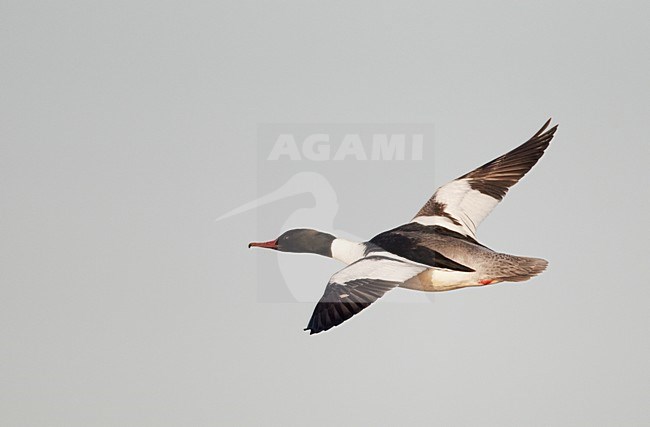 Mannetje Grote Zaagbek in de vllucht; Male Goosander in flight stock-image by Agami/Markus Varesvuo,