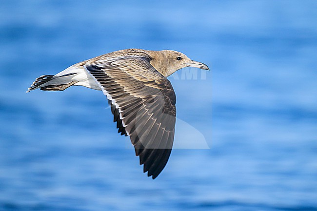Juvenile Sooty Gull, Ichthyaetus hemprichii, in Oman. stock-image by Agami/Sylvain Reyt,