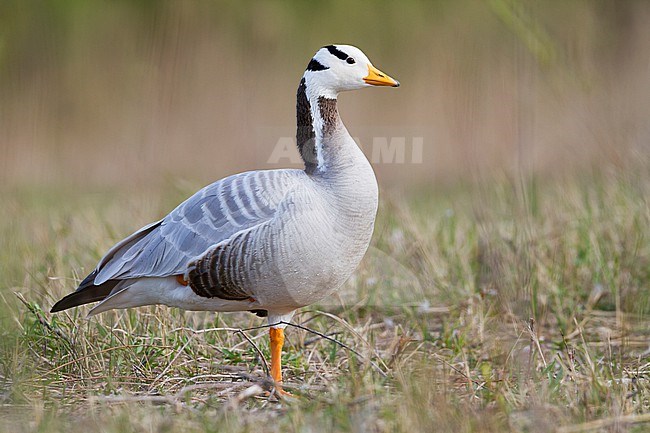 Bar-headed Goose - Streifengans - Anser indicus, Germany, adult stock-image by Agami/Ralph Martin,