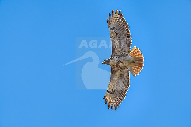 Adult
Colusa Co., CA
January 2023 stock-image by Agami/Brian E Small,