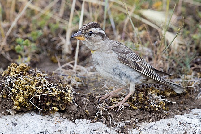 Rock Sparrow (Petronia petronia), side view of an adult standing on the ground stock-image by Agami/Saverio Gatto,
