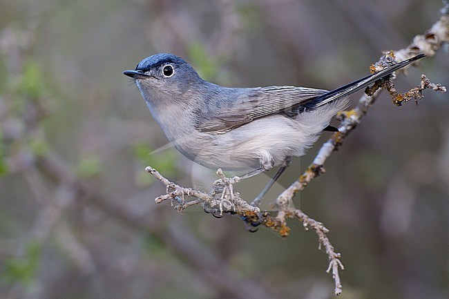 Adult male breeding
Kimble Co., TX
April 2011 stock-image by Agami/Brian E Small,