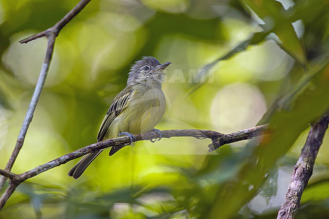 Yellow-margined Flatbill (Tolmomyias assimilis) in Colombia. stock-image by Agami/Pete Morris,
