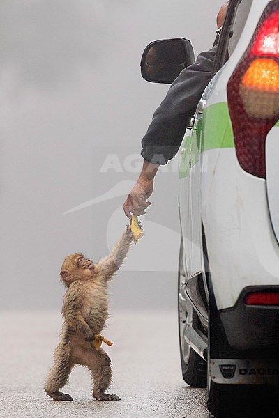 Barbary Macaque (Macaca sylvanus), cub taking food from a human stock-image by Agami/Saverio Gatto,