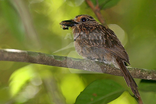 Crescent-chested Puffbird at REGUA, Cachoeiras de Macacu, RJ, Brazil stock-image by Agami/Tom Friedel,