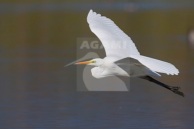 Great Egret, Flying over th water, Tuscany, Italy (Ardea alba) stock-image by Agami/Saverio Gatto,