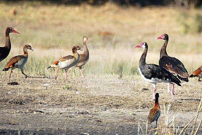 A pair of Spur-winged Goose (Plectropterus gambensis niger) along the Chobe River, Botswana. stock-image by Agami/Eduard Sangster,