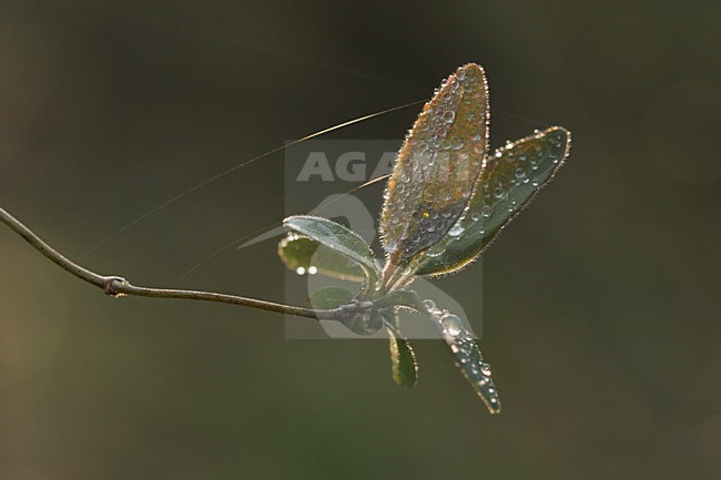 Wilde kamperfoelie bladeren met dauwdruppels , Honeysuckle leaves with dew drops stock-image by Agami/Menno van Duijn,
