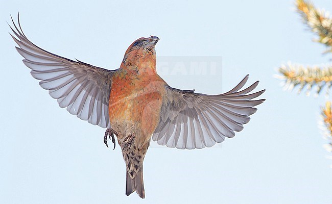 Male Common Crossbill (Loxia curvirostra) wintering in Finland. stock-image by Agami/Markus Varesvuo,