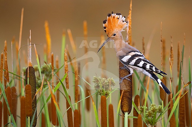 Eurasian Hoopoe (Upupa epops) in Italy. stock-image by Agami/Daniele Occhiato,