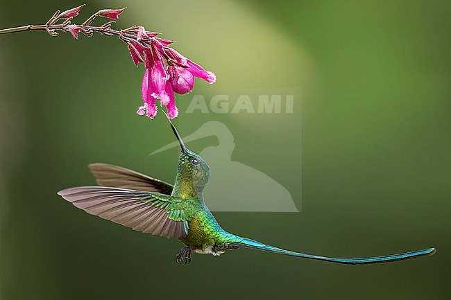 Male Long-tailed Sylph (Aglaiocercus kingii) foraging on purpled flower in Colombia. stock-image by Agami/Glenn Bartley,