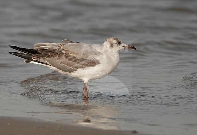 Immature Grey-headed Gull (Chroicocephalus cirrocephalus) at the coast near Saint Louis, Senegal. Picture taken in February. stock-image by Agami/Eduard Sangster,