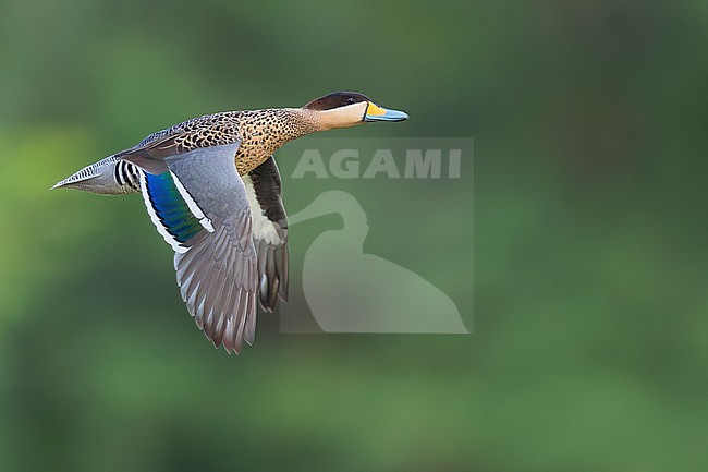 Silver Teal (Spatula versicolor) in flight  in Argentina stock-image by Agami/Dubi Shapiro,