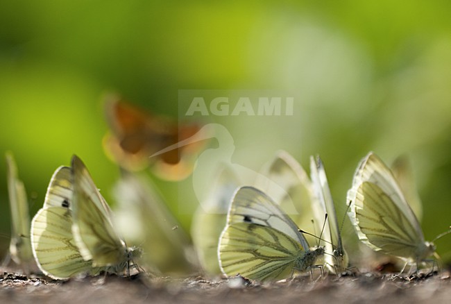 Mineralen likkende Klein geaderd witjes, Mud-puddling Green-veined Whites stock-image by Agami/Rob de Jong,