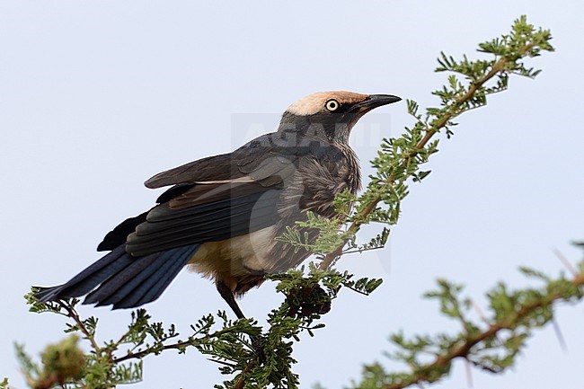 White-crowned Starling (Lamprotornis albicapillus) perched in an accacia tree in Yabello, Ethiopia. stock-image by Agami/Laurens Steijn,