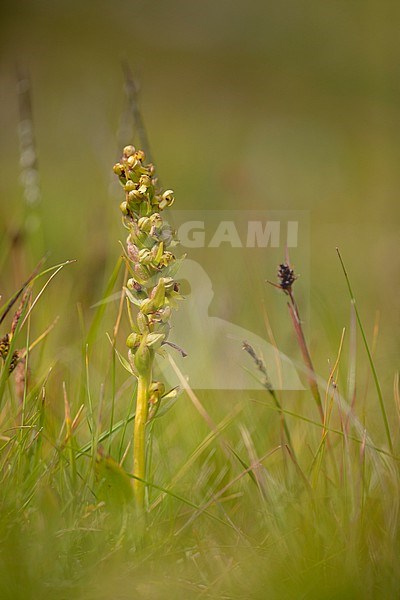 Groene nachtorchis, Frog Orchid, Dactylorhiza viridis stock-image by Agami/Wil Leurs,
