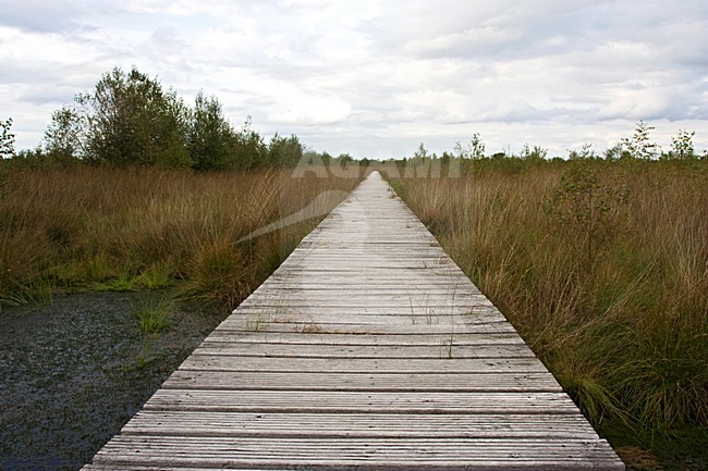 Haaksbergerveen, Netherlands stock-image by Agami/Marc Guyt,