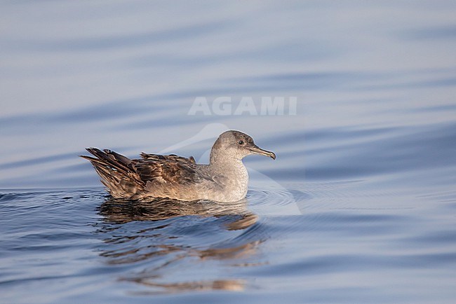 Balearic shearwater (Puffinus mauretanicus), resting, with the sea as background stock-image by Agami/Sylvain Reyt,