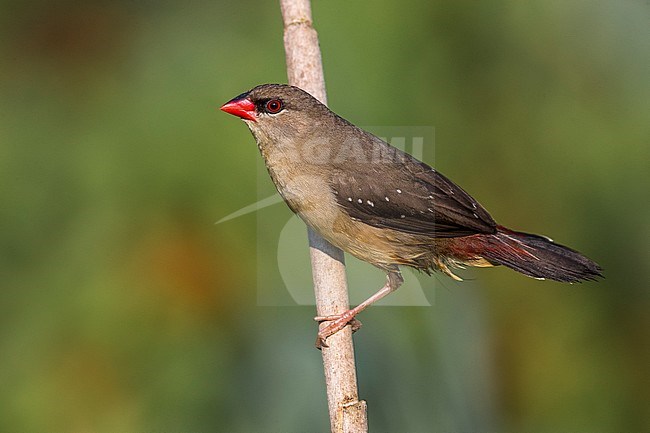 Red Avadavat (Amandava amandava) male perched on a branch stock-image by Agami/Daniele Occhiato,