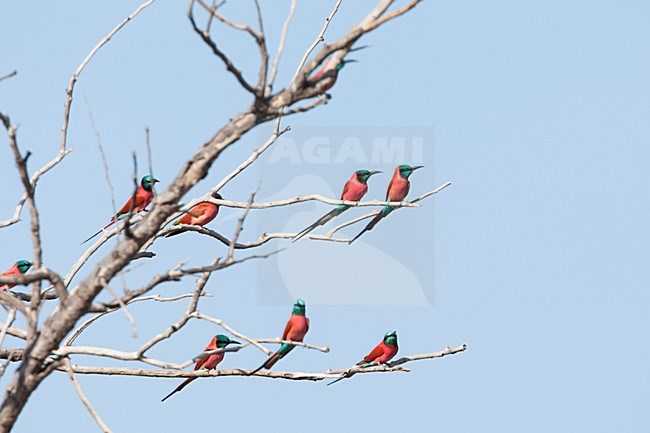 Noordelijke Karmijnrode Bijeneters in kale boom, Northern Carmine Bee-eaters at tree stock-image by Agami/Wil Leurs,