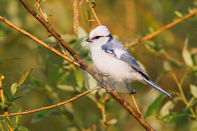 Azuurmees in wilg, Azure Tit in willow stock-image by Agami/David Monticelli,