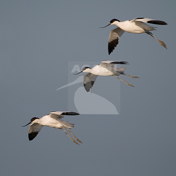 Groepje landende Kluten; Group of landing Pied Avocets stock-image by Agami/Han Bouwmeester,