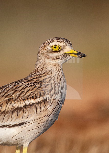 Eurasian Stone-Curlew (Burhinus oedicnemus) at drinking pool in steppes near Belchite, Spain. stock-image by Agami/Marc Guyt,