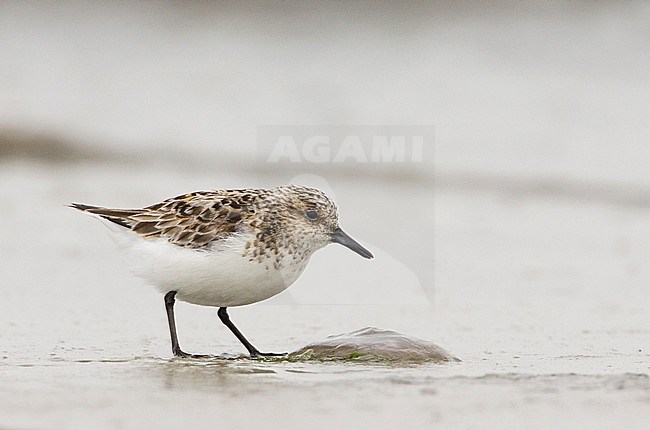 Drieteenstrandloper, Sanderling, Calidris alba stock-image by Agami/Arie Ouwerkerk,