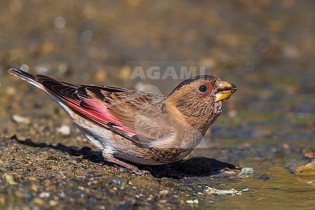 Eurasian Crimson-winged Finch; Rhodopechys sanguineus stock-image by Agami/Daniele Occhiato,