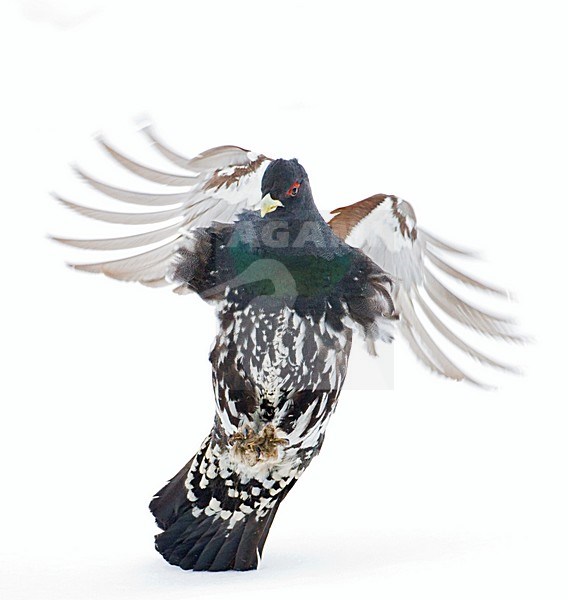 Capercaillie, Auerhoen stock-image by Agami/Marc Guyt,