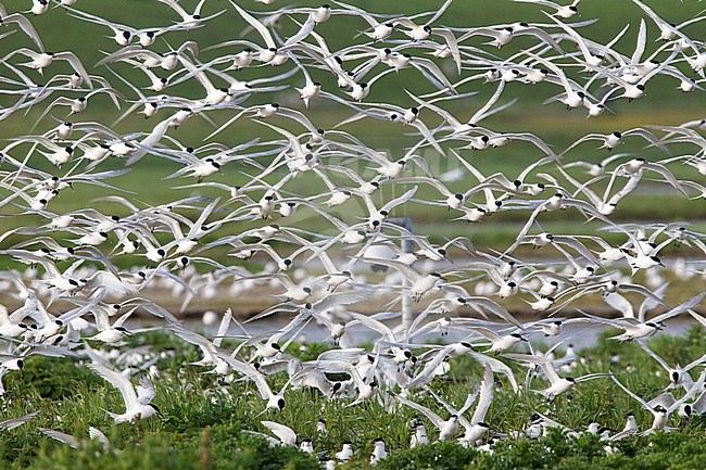 Grote Stern groep vliegend; Sandwich Tern group flying stock-image by Agami/Harvey van Diek,