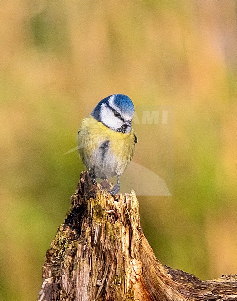 Eurasian Blue Tit (Cyanistes caeruleus) perched on a pole from out of a hide stock-image by Agami/Roy de Haas,