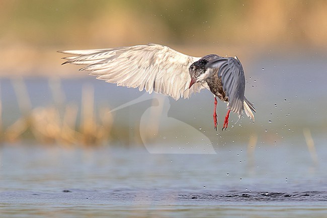 Adult Whiskered lift off in the spanish lagoon after diving in to the water stock-image by Agami/Onno Wildschut,