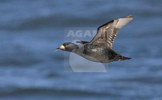 Amerikaanse Zee-eend, Black Scoter, Melanitta americana stock-image by Agami/Mike Danzenbaker,