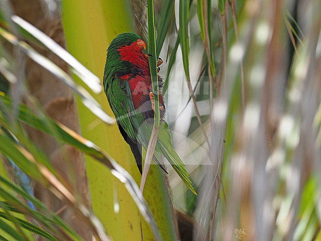 Endangered Kuhl's Lorikeet (Vini kuhlii) in French Polynesia. Also called the Rimitara lorikeet or Kuhl's lory. stock-image by Agami/James Eaton,