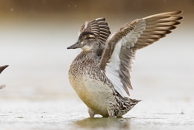 Garganey (Anas querquedula), adult female flapping its wings, Campania, Italy stock-image by Agami/Saverio Gatto,