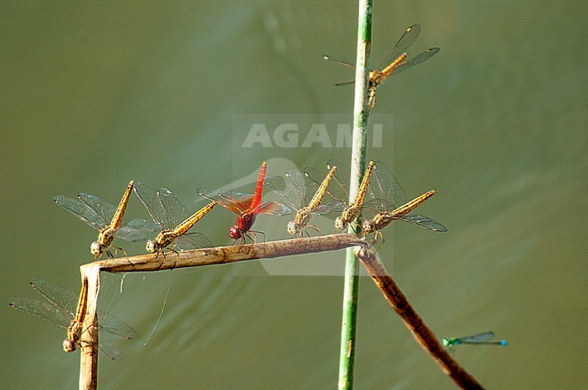 Red Groundling (Brachythemis lacustris) male and females perched stock-image by Agami/Roy de Haas,