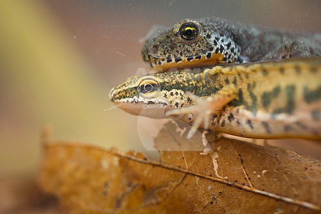 Lissotriton helveticus - Palmate Newt - Fadenmolch, Germany (Baden-Württemberg), imago, male, with Alpine Newt stock-image by Agami/Ralph Martin,