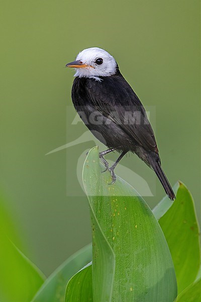 A male White-headed Marsh Tyrant (Arundinicola leucocephala) at Guarinocito, Colombia. stock-image by Agami/Tom Friedel,